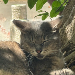 Meet your Posher, Felix